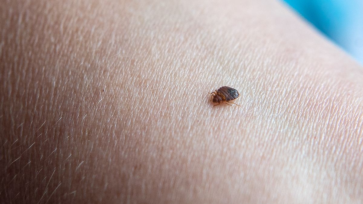 Sur Avant Insect Désinsectiseurs recherchés : les hôteliers parisiens déclarent la ...