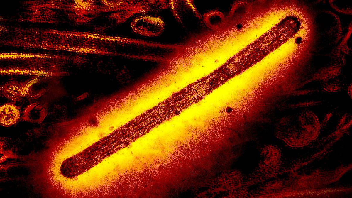 Virus: Master of Adaptation