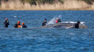 Différend au sein de l'initiative : la baleine a un nouveau creux, un émetteur, probablement quelques maquereaux - et est essoufflée