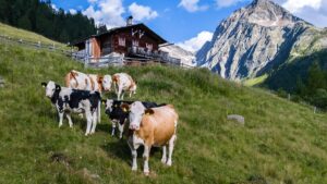 Attaque de vache en Autriche : le maire donne des raisons possibles