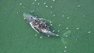Carcasse au large des côtes danoises : comment les experts ont pu déterminer l'identité de la baleine à bosse