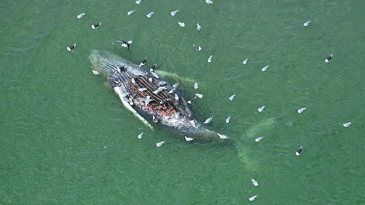 Carcasse au large des côtes danoises : comment les experts ont pu déterminer l'identité de la baleine à bosse