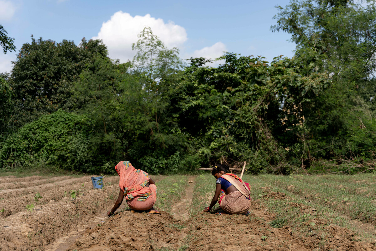 Conséquences de la guerre en Iran : les agriculteurs indiens s'inquiètent du manque d'engrais