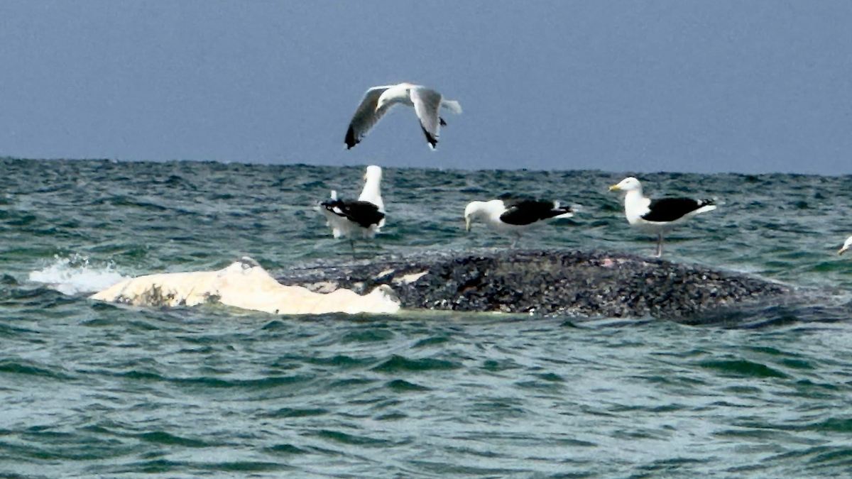 "Il y a un risque d'explosion" : une baleine à bosse dérive au large du Danemark - l'animal est apparemment mort depuis longtemps