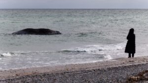 Le Danemark veut désormais éliminer les baleines à bosse mortes
