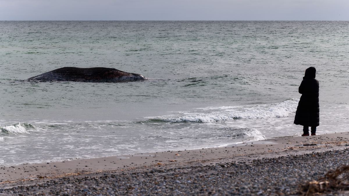 Le Danemark veut désormais éliminer les baleines à bosse mortes