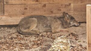 Animal tué, émetteur détruit ? : Le loup de Hambourg est probablement mort