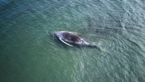 Backhaus présente des données de suivi : la baleine à bosse de la mer Baltique a vécu quelques jours après sa libération