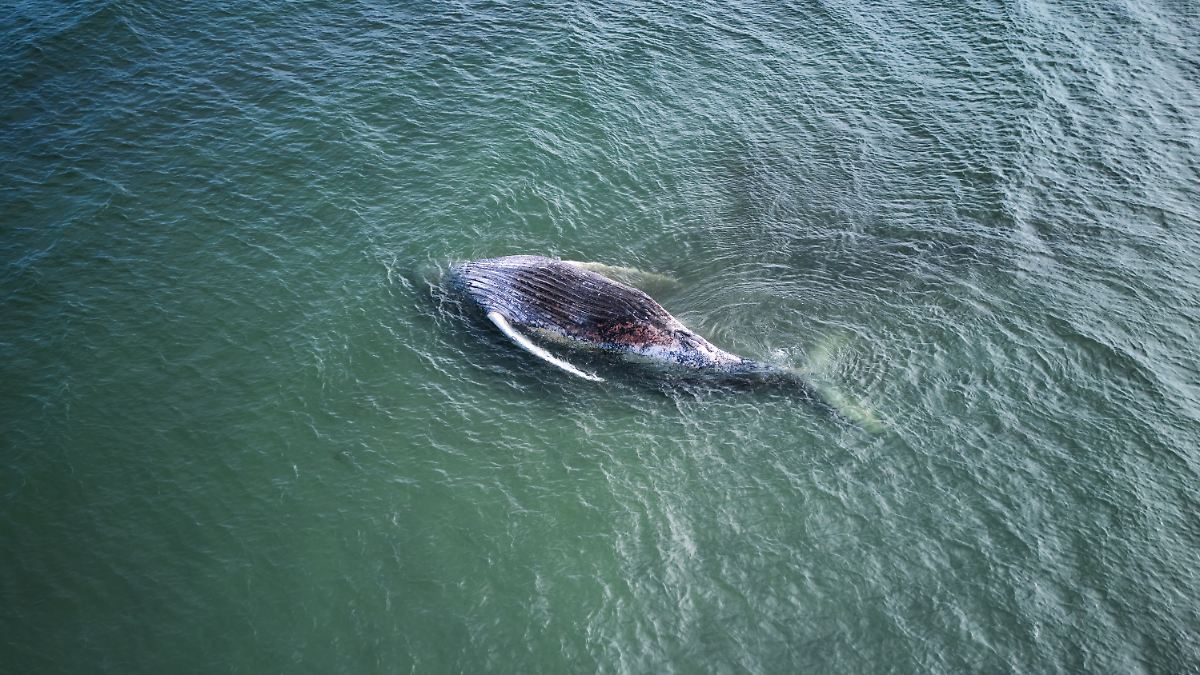 Backhaus présente des données de suivi : la baleine à bosse de la mer Baltique a vécu quelques jours après sa libération