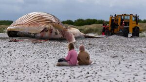 Danger d'infection pour les baigneurs : une baleine à bosse gonflée gît désormais sur la plage
