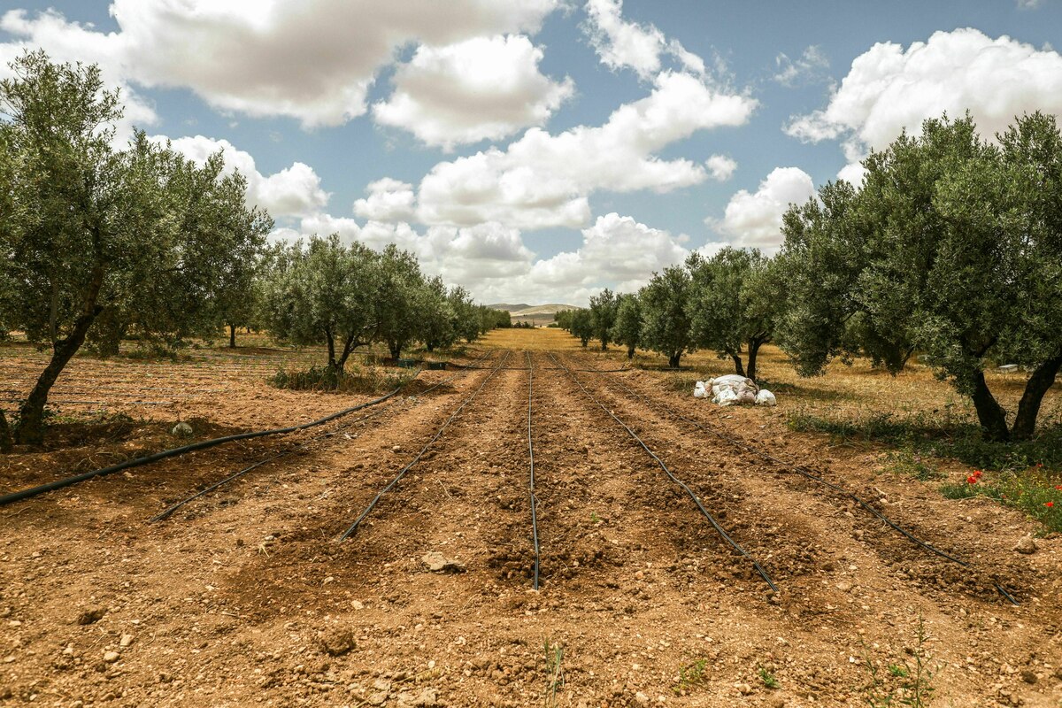 Région frontalière de la Tunisie : l'avenir de l'agriculture prospérera-t-il ici ?