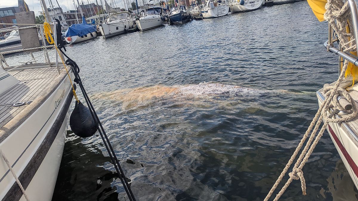 Après observation en mer Baltique : une baleine est apparue dans le port de Wismar