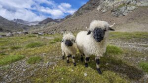 Drame dans les Alpes suisses : Près de 100 moutons tués par la foudre