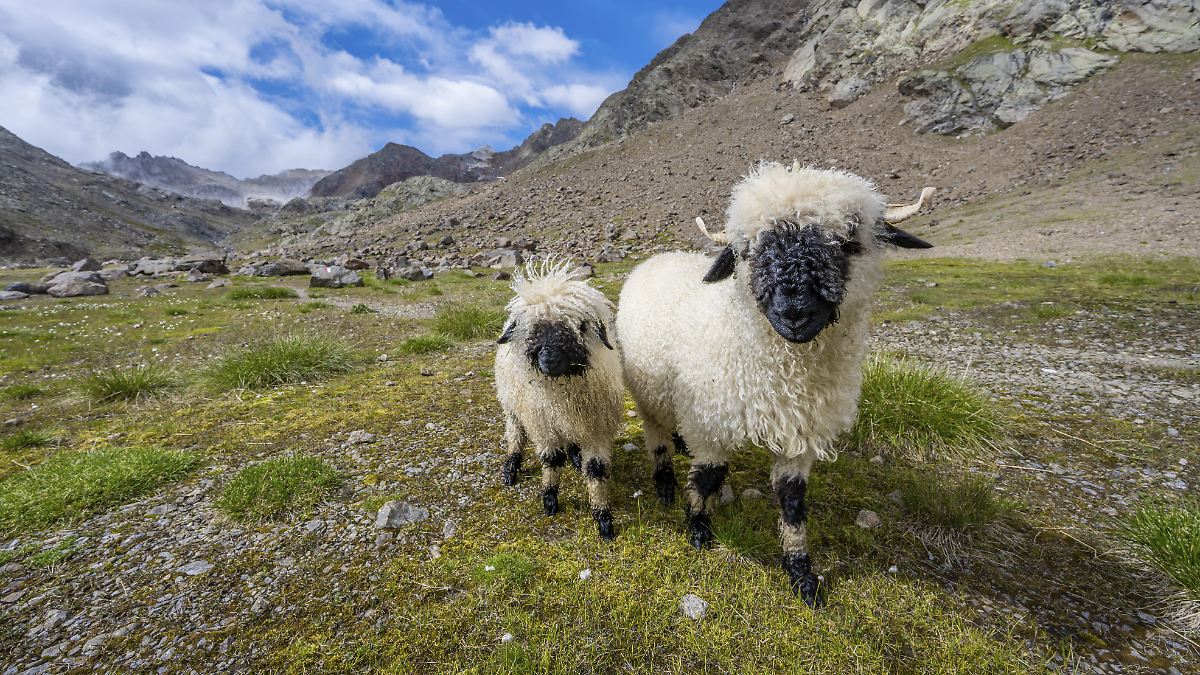 Drame dans les Alpes suisses : Près de 100 moutons tués par la foudre