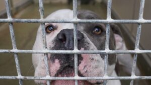 Enquêtes contre la mère : une fillette de quatre ans décède après avoir été mordue par un chien