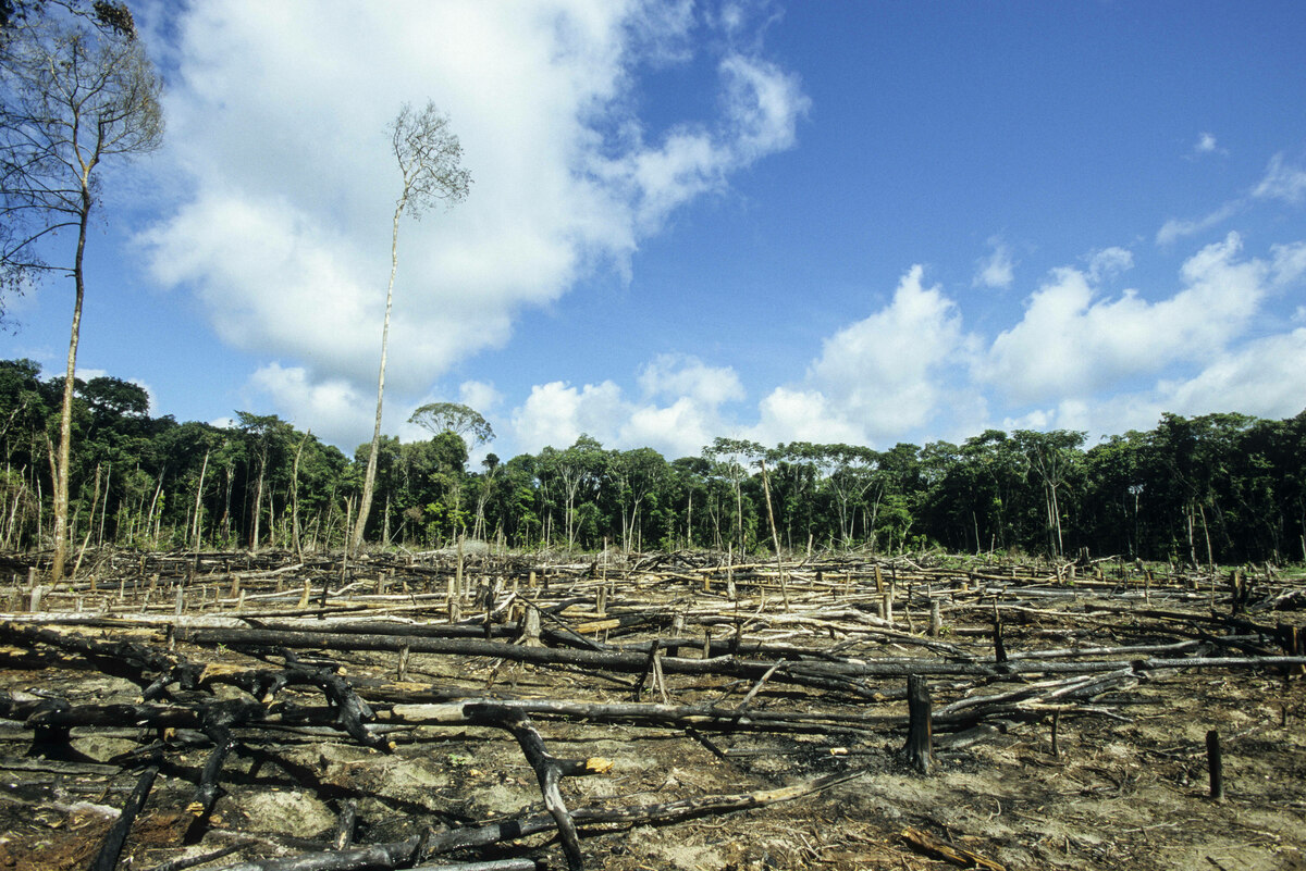 Les écologistes parlent du teck du Myanmar : « Les autorités allemandes se considèrent comme un partenaire des entreprises »