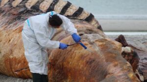 Les vétérinaires se contredisent : une initiative de sauvetage discute d'un échantillon d'ADN d'une baleine à bosse de la mer Baltique