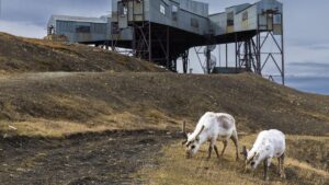 13 carcasses découvertes : la Norvège enquête sur de mystérieuses morts de rennes