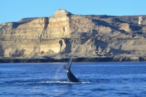 Des baleines mortes pour le gaz allemand en Argentine