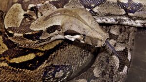 Découverte accidentelle dangereuse : un Français découvre un serpent constricteur sous le capot