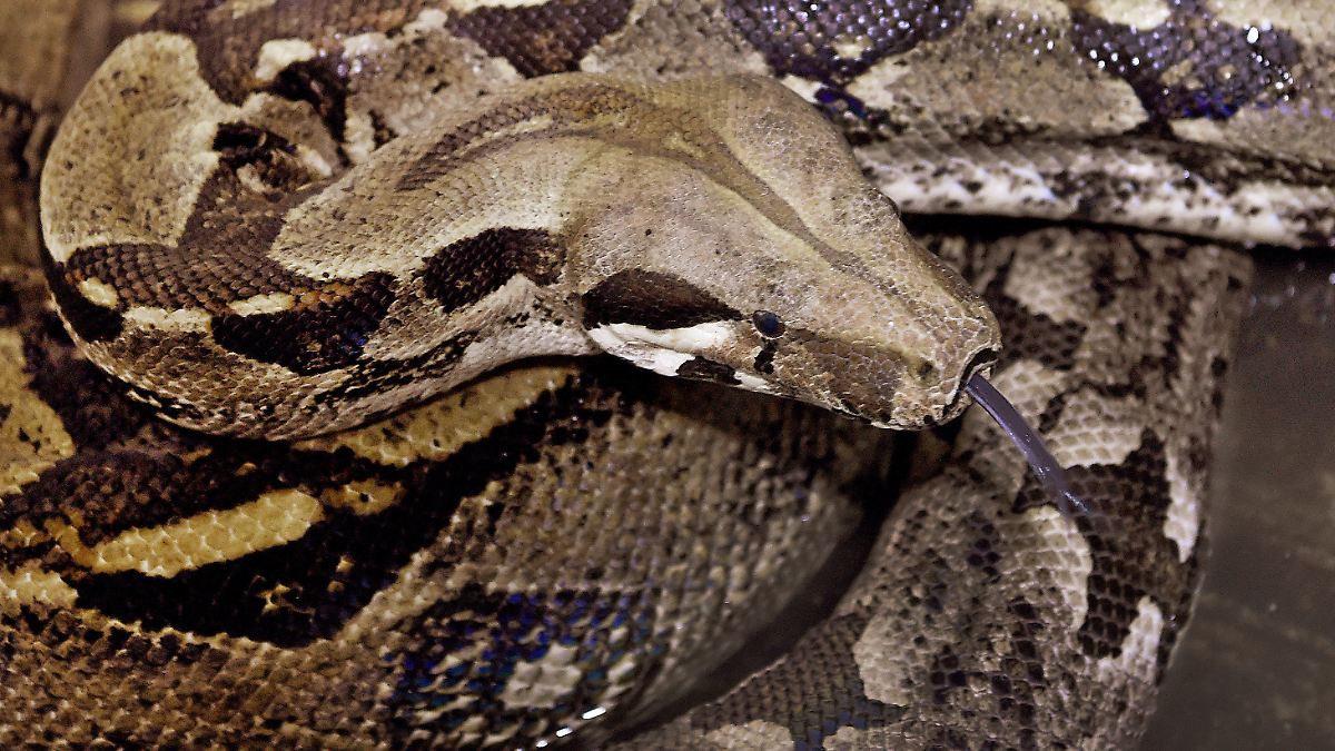Découverte accidentelle dangereuse : un Français découvre un serpent constricteur sous le capot