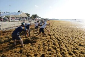 Les invasions d'algues dans les Caraïbes mexicaines augmentent rapidement