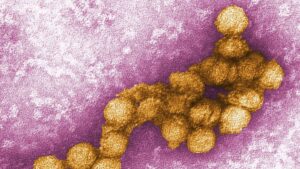 L'été chaud aggrave la situation : la Macédoine du Nord signale cinq décès dus au virus du Nil occidental