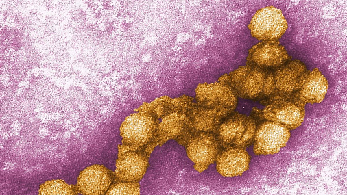 L'été chaud aggrave la situation : la Macédoine du Nord signale cinq décès dus au virus du Nil occidental