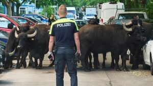 « Nerveux mais paisibles » : des buffles d'eau en fuite errent dans Berlin