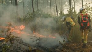 Sous terre qui couve : les « feux de zombies » restent dangereux pendant des mois après les incendies de forêt