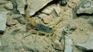 Transporté à l'hôpital : un scorpion venimeux pique une femme à l'aéroport de Düsseldorf