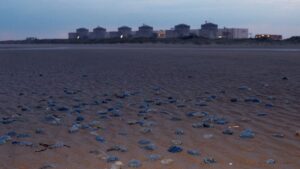 Un essaim de méduses paralyse partiellement une centrale nucléaire en France