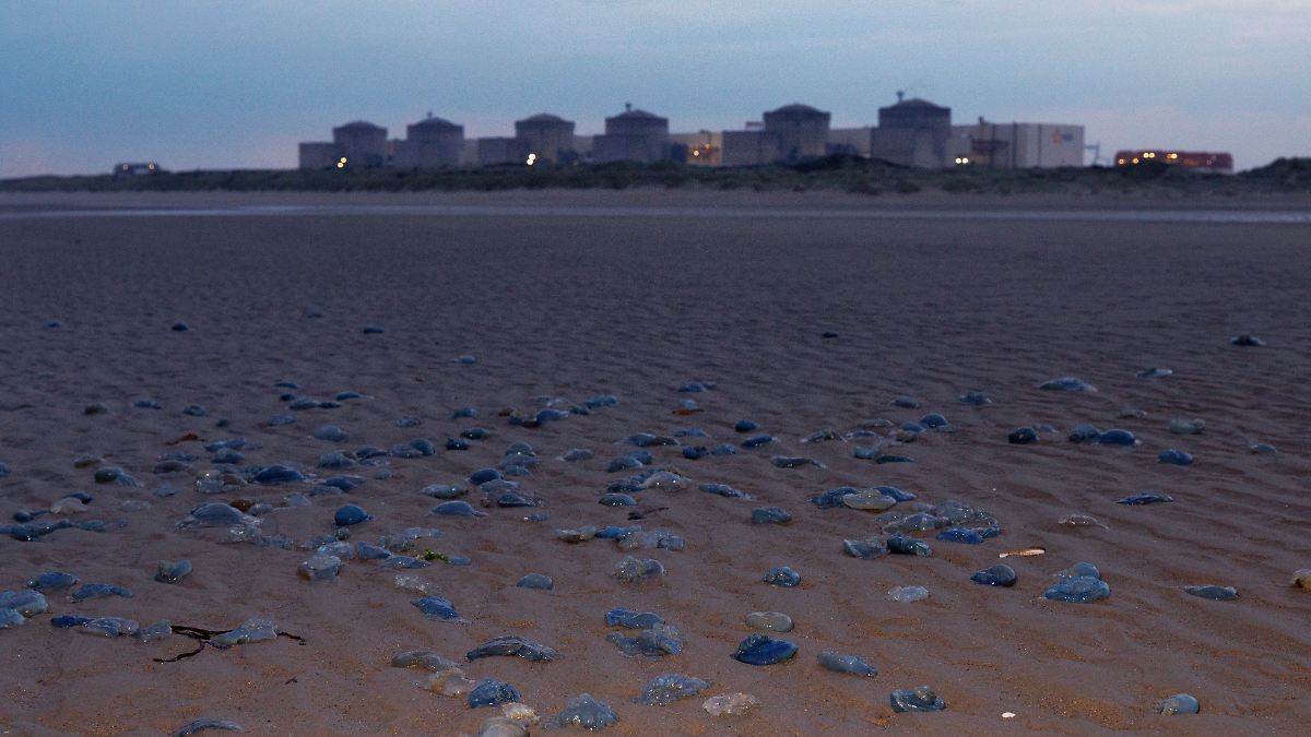 Un essaim de méduses paralyse partiellement une centrale nucléaire en France