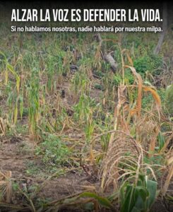 Crise climatique : les agricultrices du sud du Mexique tirent la sonnette d'alarme