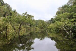 Deuxième tour des élections au Brésil : dernière chance pour l'Amazonie ?