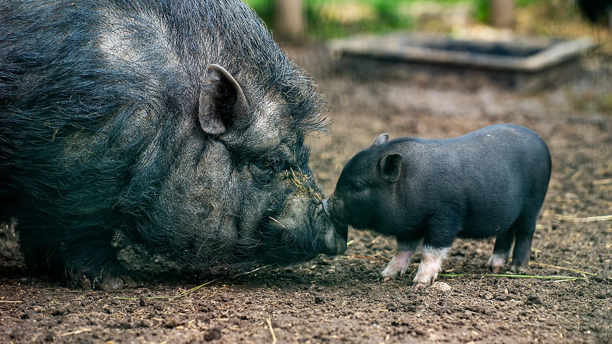 Les porcs ne sont pas autorisés à être élevés dans les bâtiments anciens